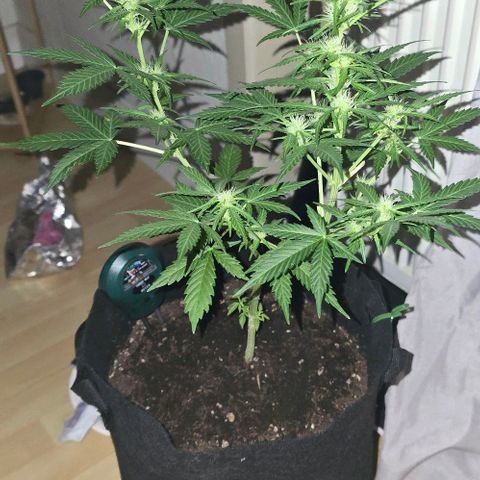 Lara growlog timeline photo