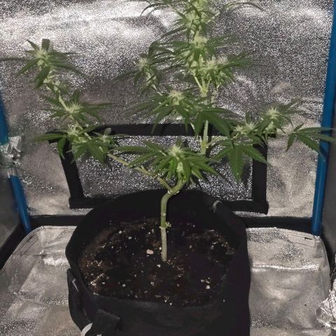 Lara growlog timeline photo