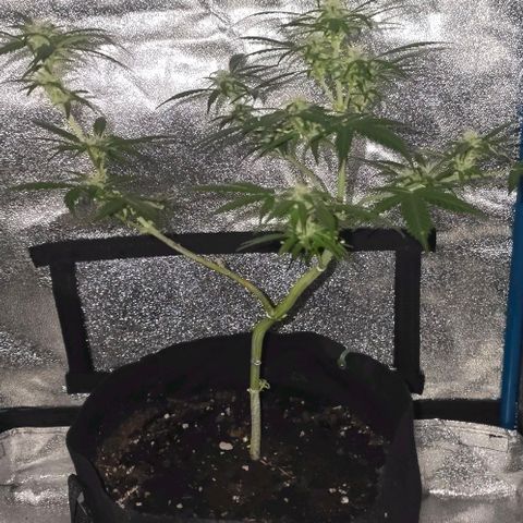 Lara growlog timeline photo
