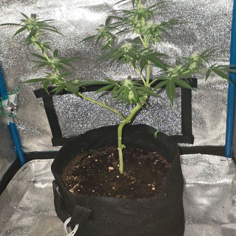 Lara growlog timeline photo