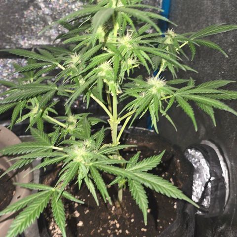 Lara growlog timeline photo