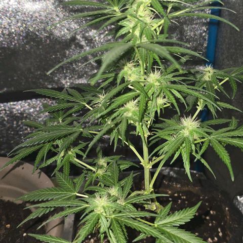 Lara growlog timeline photo