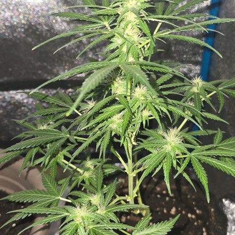 Lara growlog timeline photo