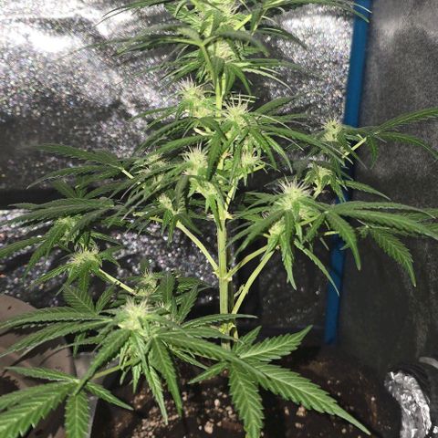 Lara growlog timeline photo