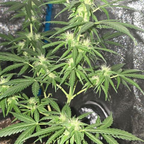 Lara growlog timeline photo