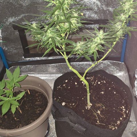 Lara growlog timeline photo