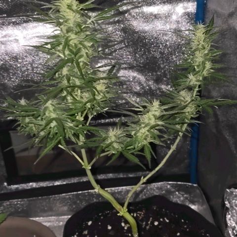 Lara growlog timeline photo