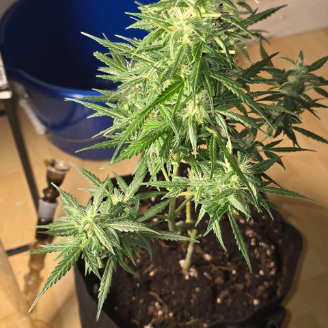 Lara growlog timeline photo