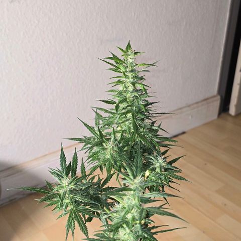 Lara growlog timeline photo