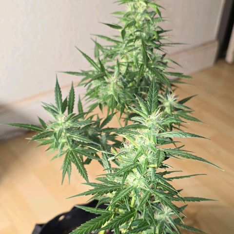 Lara growlog timeline photo