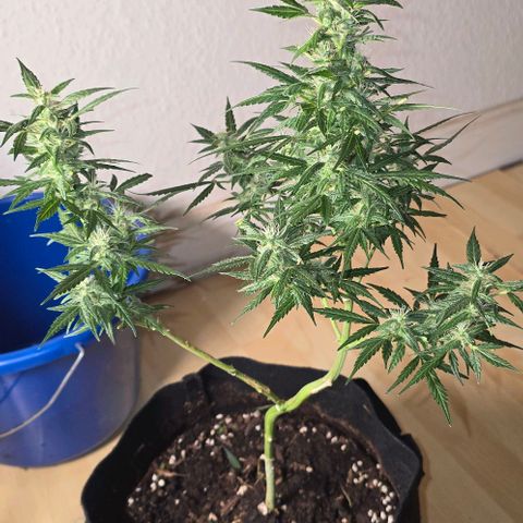 Lara growlog timeline photo