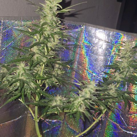 Lara growlog timeline photo
