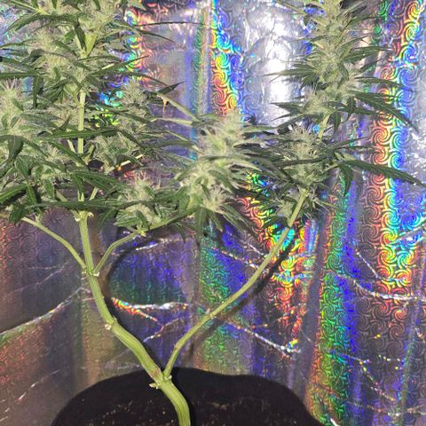 Lara growlog timeline photo
