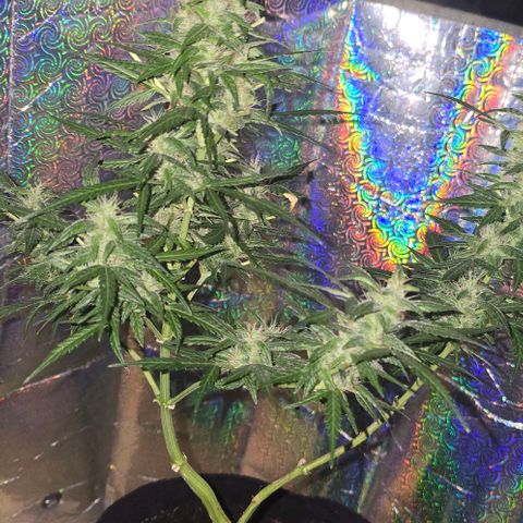 Lara growlog timeline photo