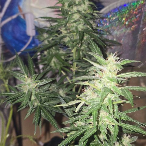 Lara growlog timeline photo