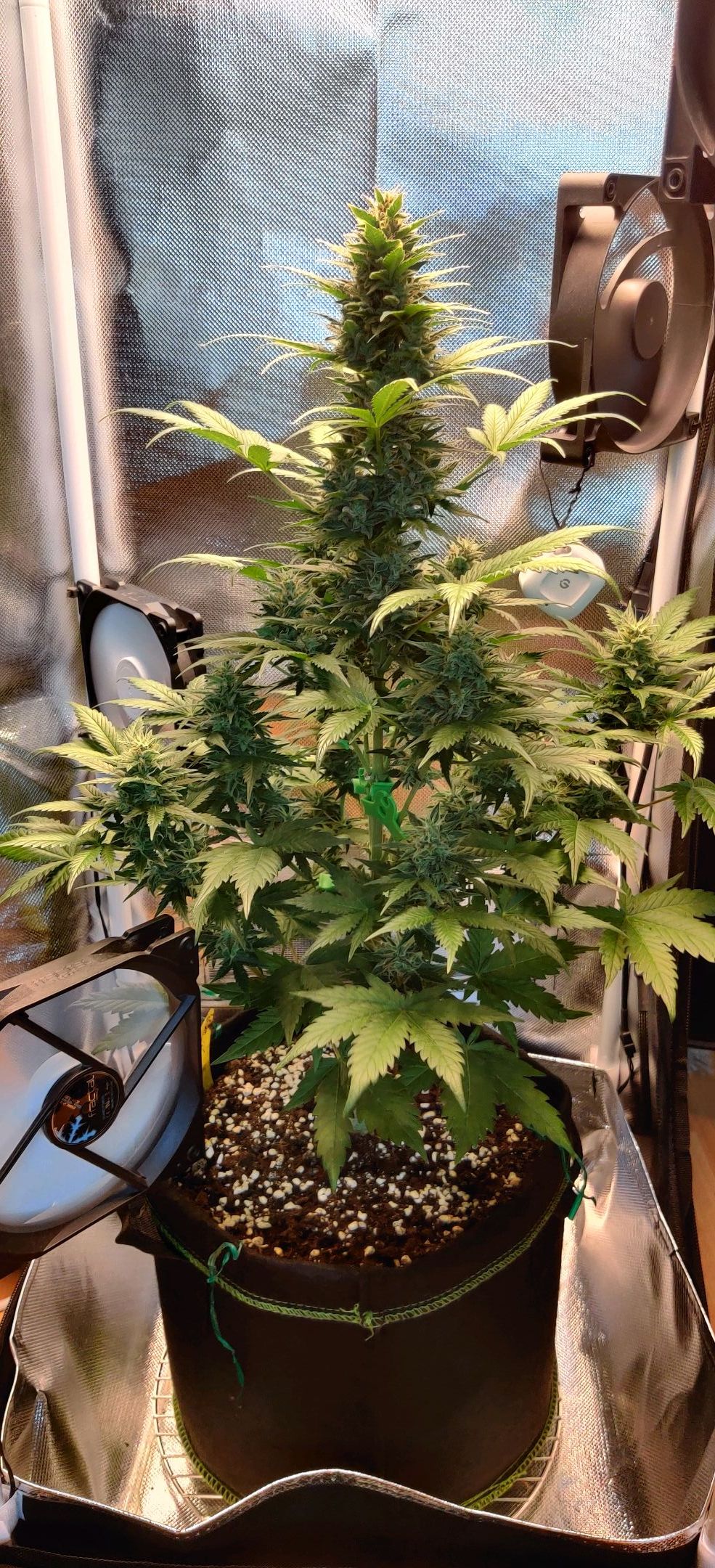 Stony growlog header