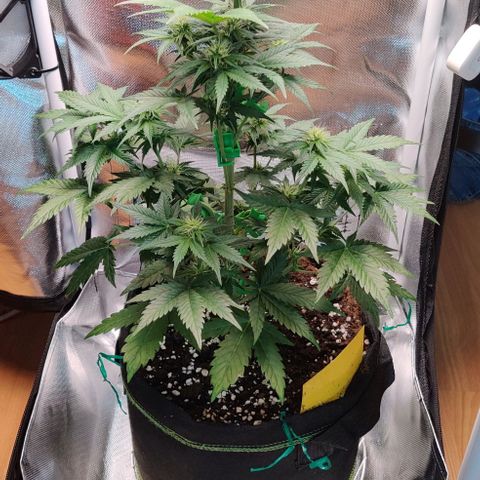 Stony growlog timeline photo