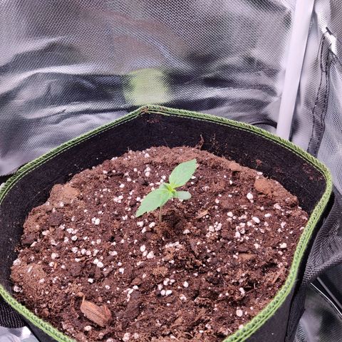 Stony growlog photo