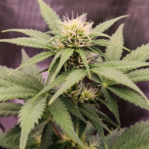 Stony growlog timeline photo