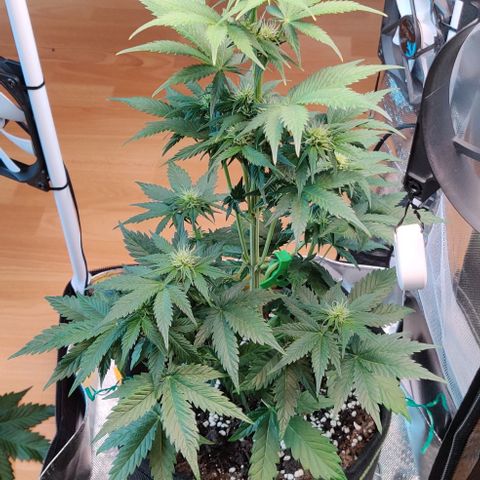 Stony growlog timeline photo