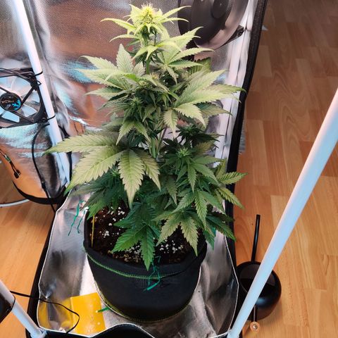 Stony growlog timeline photo