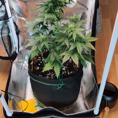 Stony growlog timeline photo