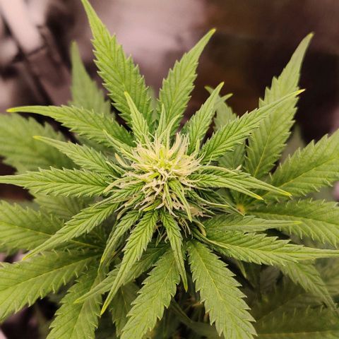 Stony growlog timeline photo