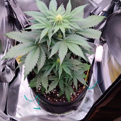 Stony growlog timeline photo