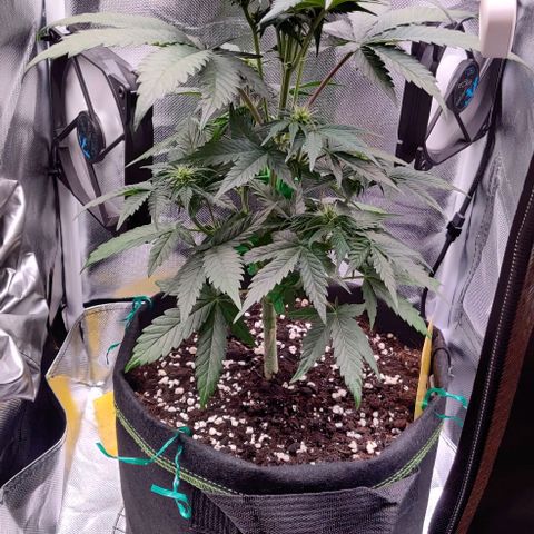 Stony growlog timeline photo