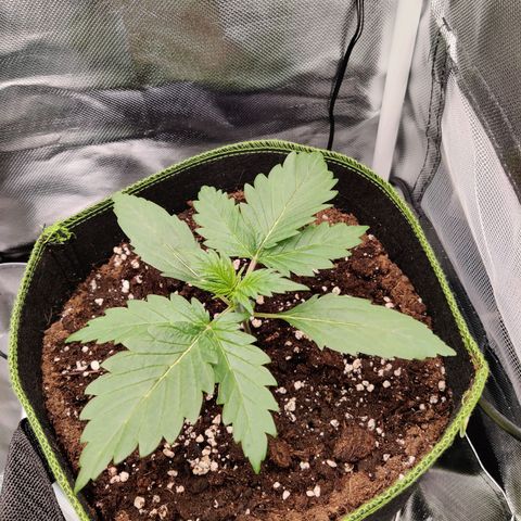 Stony growlog timeline photo