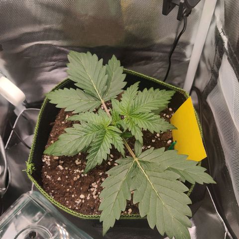 Stony growlog timeline photo