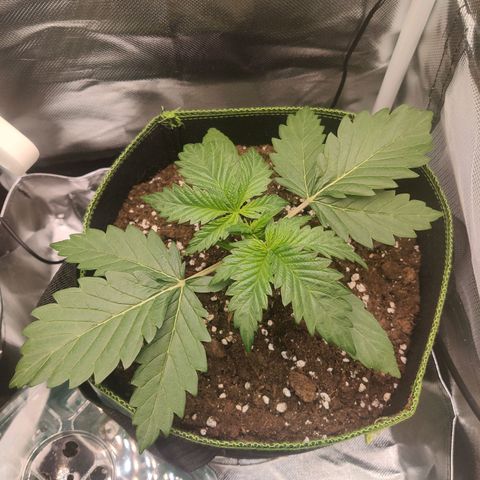 Stony growlog timeline photo