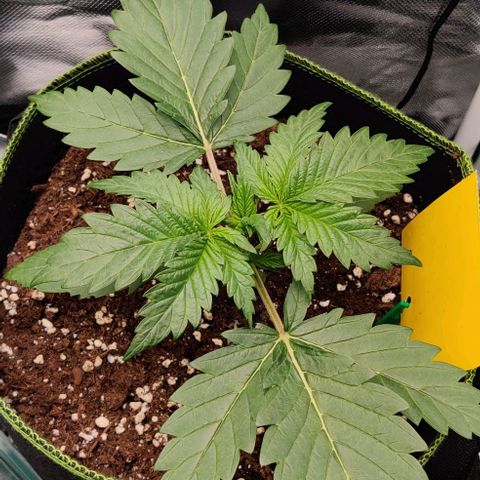 Stony growlog timeline photo