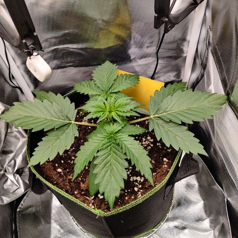 Stony growlog timeline photo