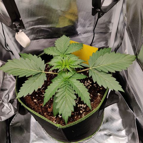 Stony growlog timeline photo