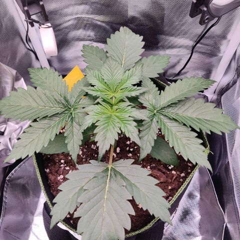 Stony growlog timeline photo