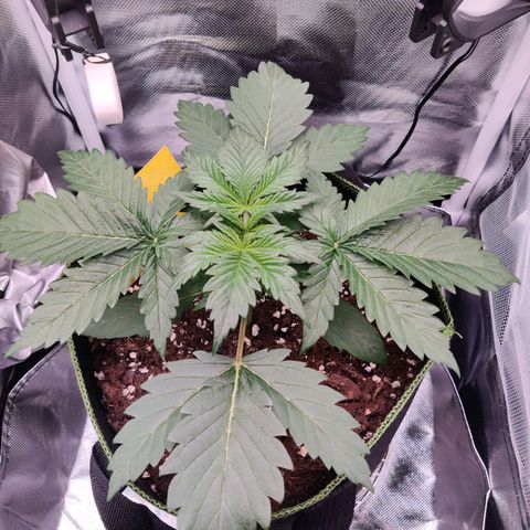 Stony growlog timeline photo