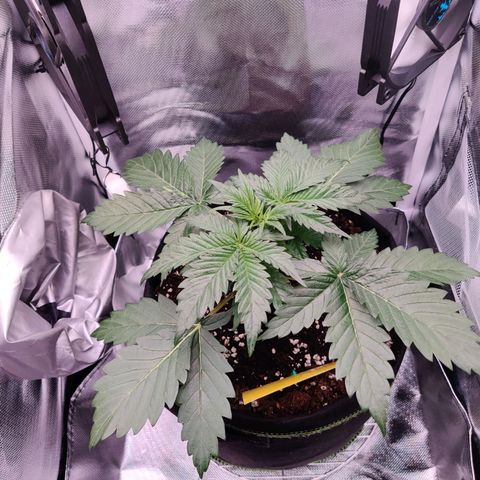 Stony growlog timeline photo