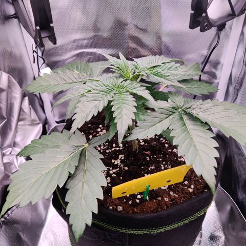 Stony growlog timeline photo