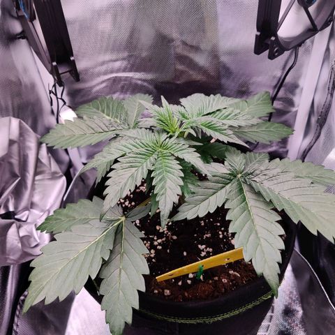 Stony growlog timeline photo