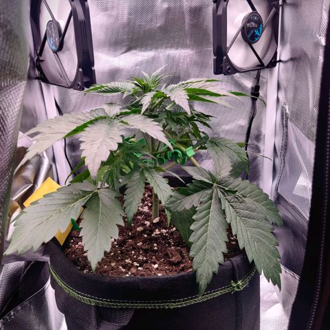 Stony growlog timeline photo