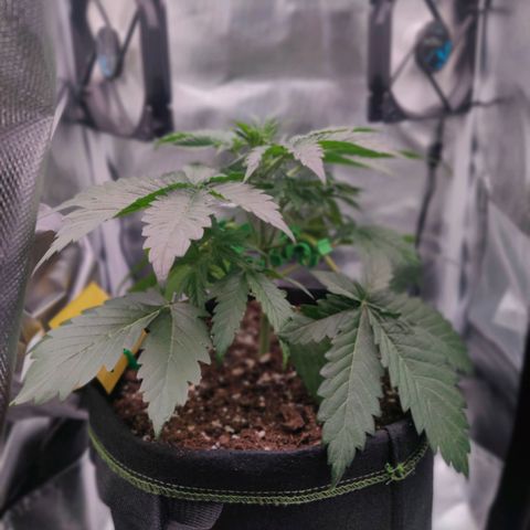 Stony growlog timeline photo