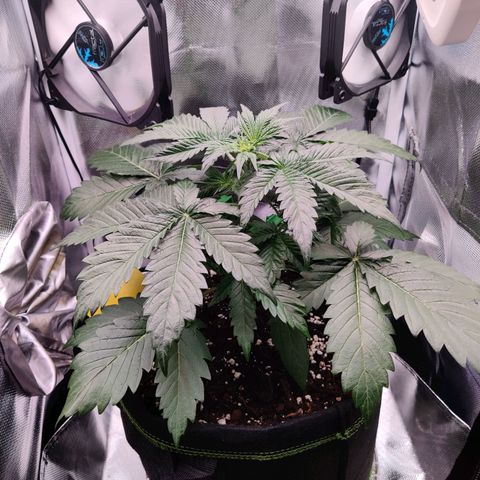 Stony growlog timeline photo