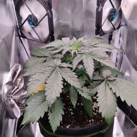 Stony growlog timeline photo