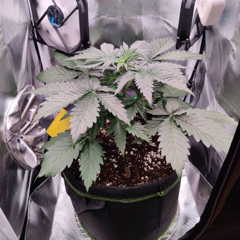 Stony growlog timeline photo