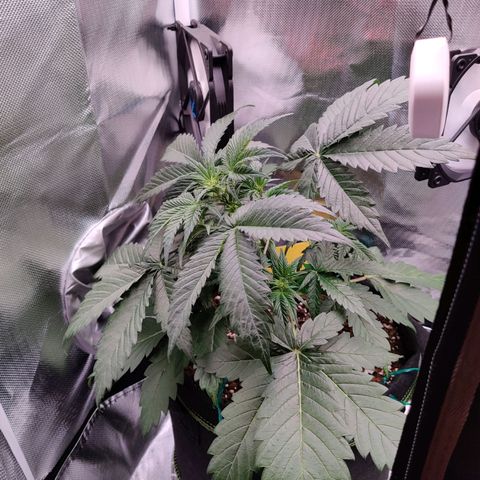 Stony growlog timeline photo