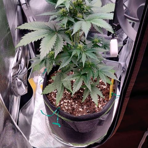 Stony growlog timeline photo