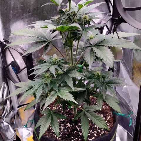 Stony growlog timeline photo