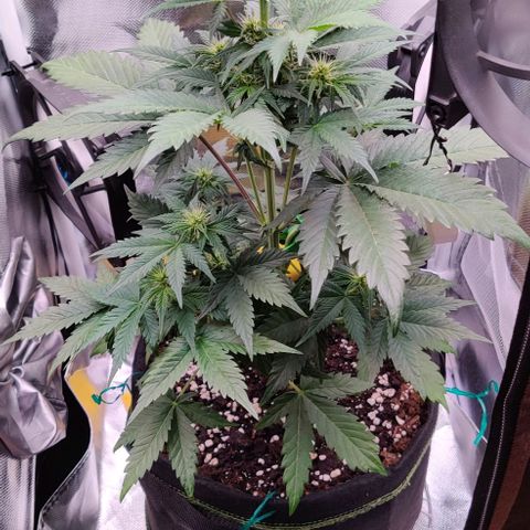 Stony growlog timeline photo