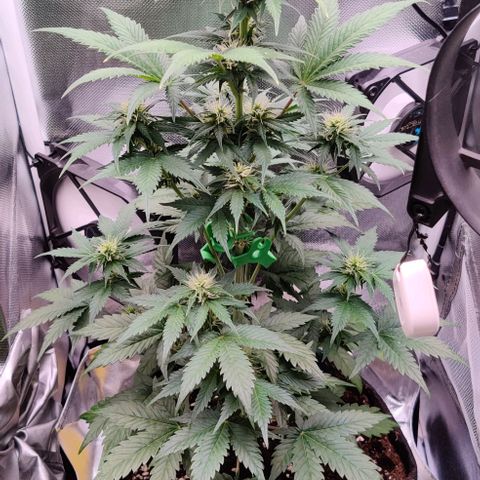 Stony growlog timeline photo